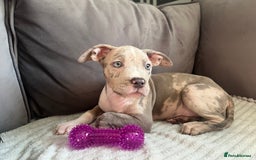 American Bully dogs for sale: American bully pup - Image 1