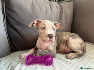 American Bully dogs for sale - Advert 1