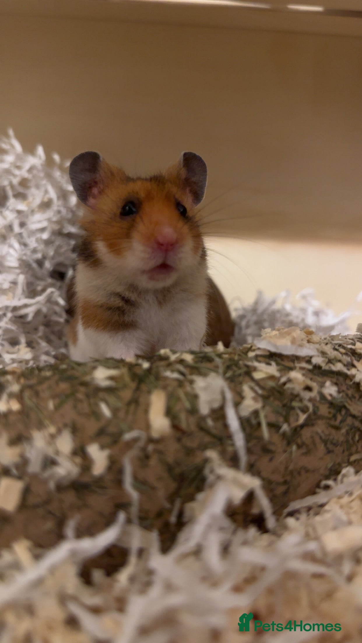 Hamster rodents teddy  in Felixstowe - Advert 2