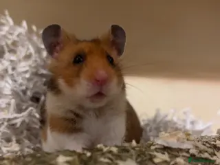 Hamster rodents teddy in Felixstowe - Advert 1