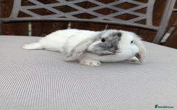 Mini Lop rabbits for sale: Mini lops baby rabbits for sale  - Image 7