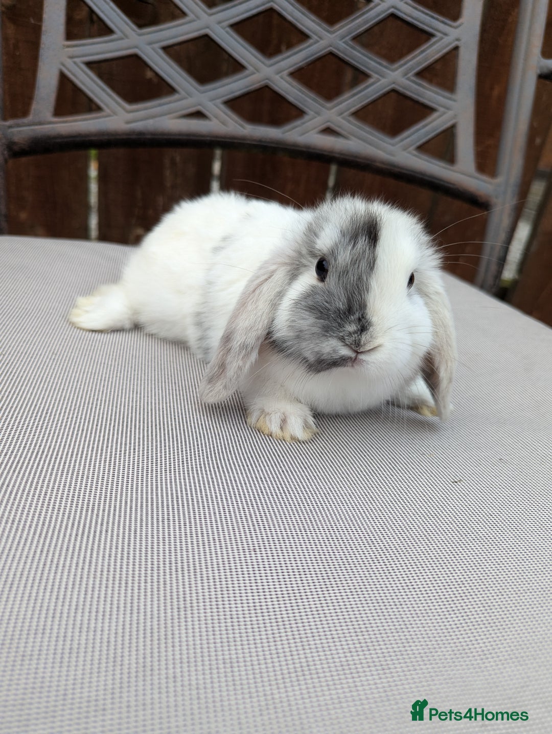 Mini Lop rabbits for sale: Mini lops baby rabbits for sale  - Image 7