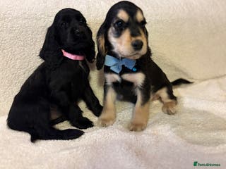 Cocker Spaniel dogs Show type spaniels - Advert 16