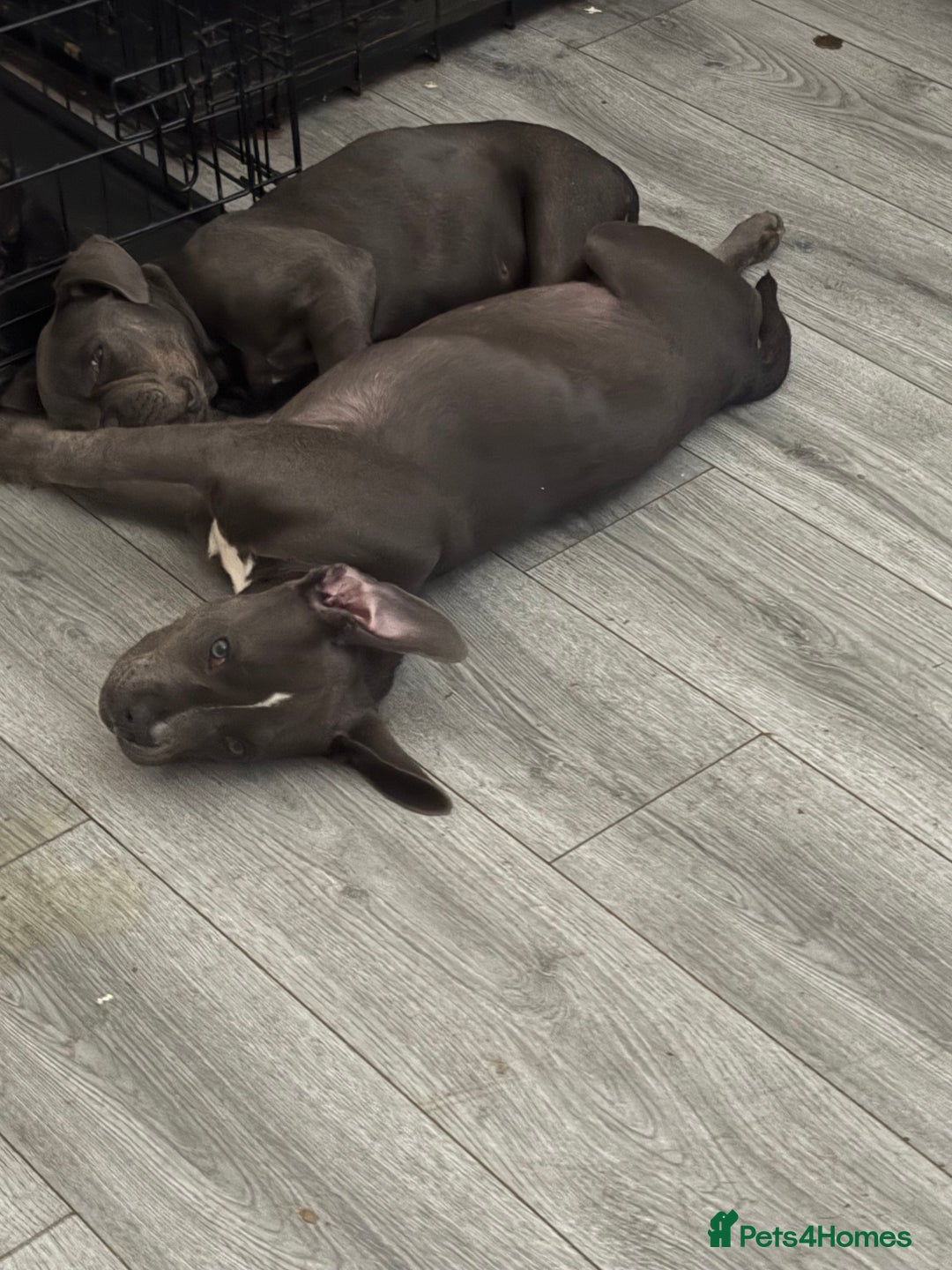 American Bully dogs for sale: Female bully  - Advert 1