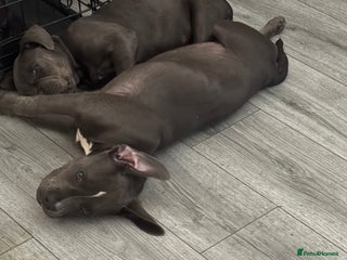 American Bully dogs Female bully - Advert 1