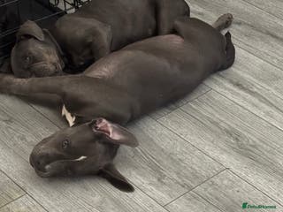 American Bully dogs Female bully - Advert 15