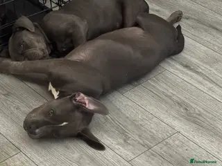 American Bully dogs Female bully - Advert 20