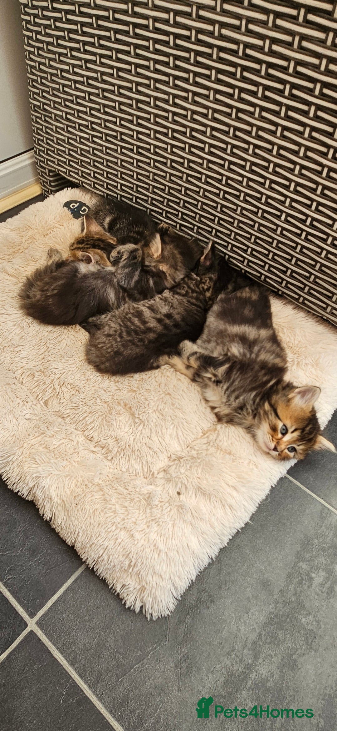 Domestic Shorthair cats for sale: Tabby kittens for sale - Image 1