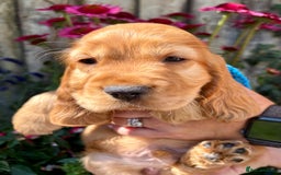Cocker Spaniel dogs for sale: Exceptional Golden KC Show Cocker Spaniels in Chepstow - Image 6