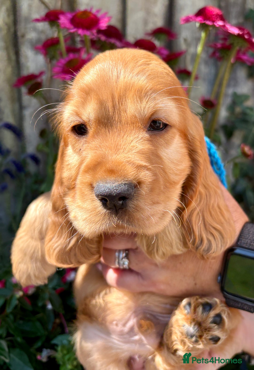 Cocker Spaniel dogs for sale: Exceptional Golden KC Show Cocker Spaniels in Chepstow - Image 6