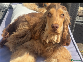 Cocker Spaniel dogs Stunning Chocolate sable show cocker for stud - Advert 13