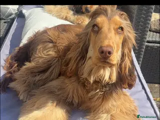 Cocker Spaniel dogs Stunning Chocolate sable show cocker for stud - Advert 14