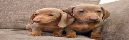 Miniature Dachshund dogs for sale: Isabella miniature dachshund puppies  - Advert 12