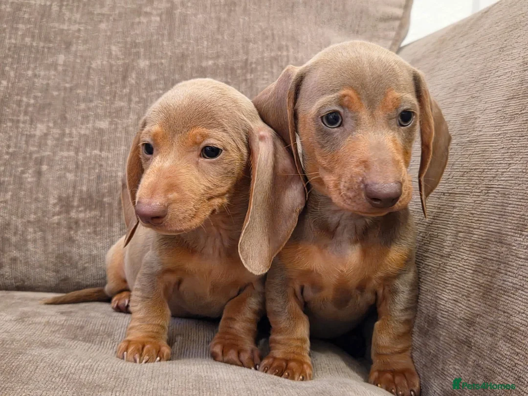 Miniature Dachshund dogs for sale: Isabella miniature dachshund puppies  - Advert 12