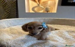 Miniature Dachshund dogs for sale: Long hair cream mini dachshund puppies 30th july in Liverpool - Image 15