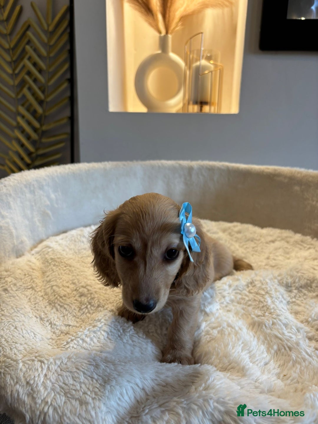 Miniature Dachshund dogs for sale: Long hair cream mini dachshund puppies 30th july in Liverpool - Image 15