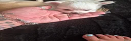 Chihuahua dogs for sale: Beautiful pure white long hair chihuahua girl in Brierley Hill - Advert 5