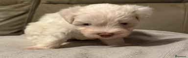 Mixed Breed 5