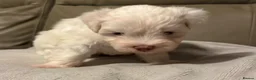 Mixed Breed dogs for sale: Maltipoo x Coton de Tulear Puppies  - Advert 6