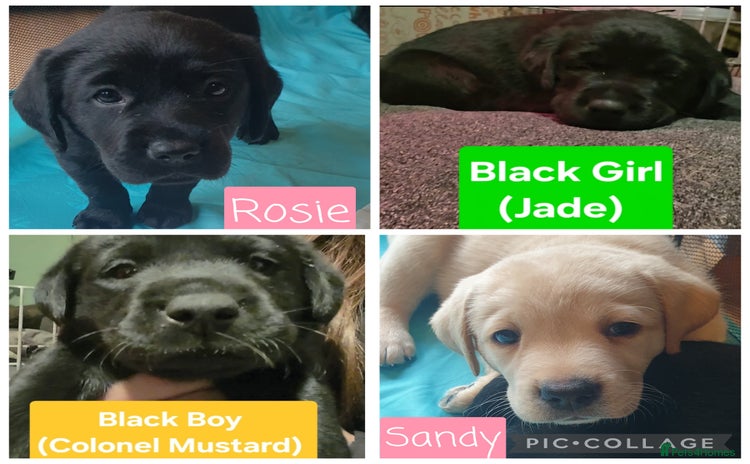 Labrador Retriever dogs - Advert 8