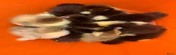 Ducks poultry for sale: Muscovies Varying Ages 20 Ducks 6 Drakes  - Advert 6