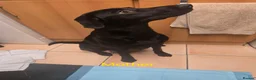 Labrador Retriever dogs for sale: Black Labrador puppies ready for homes Sunday 25th - Advert 7