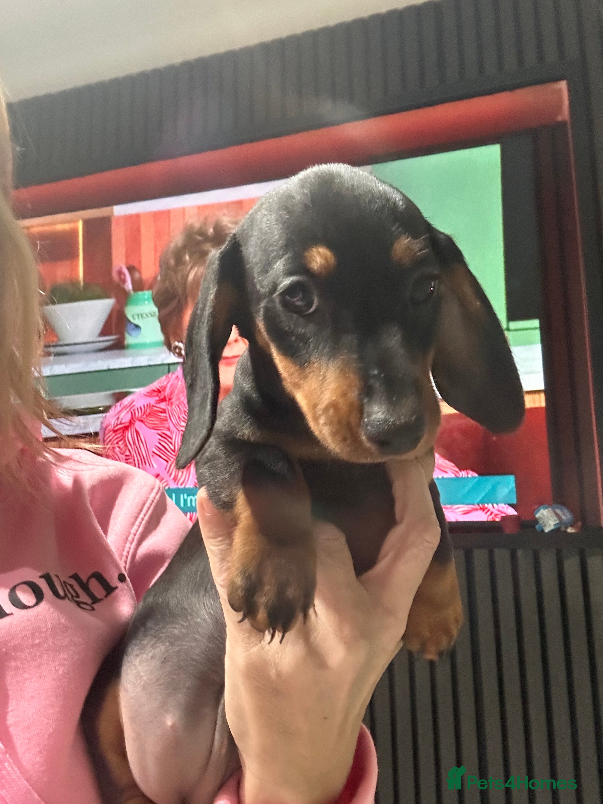 Dachshund dogs Dachshund pups ready to leave now  - Advert 1