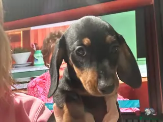 Dachshund dogs Dachshund pups ready to leave now - Advert 1