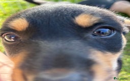 Mixed Breed dogs for sale: 6 collie cross kelpie pups  - Image 19
