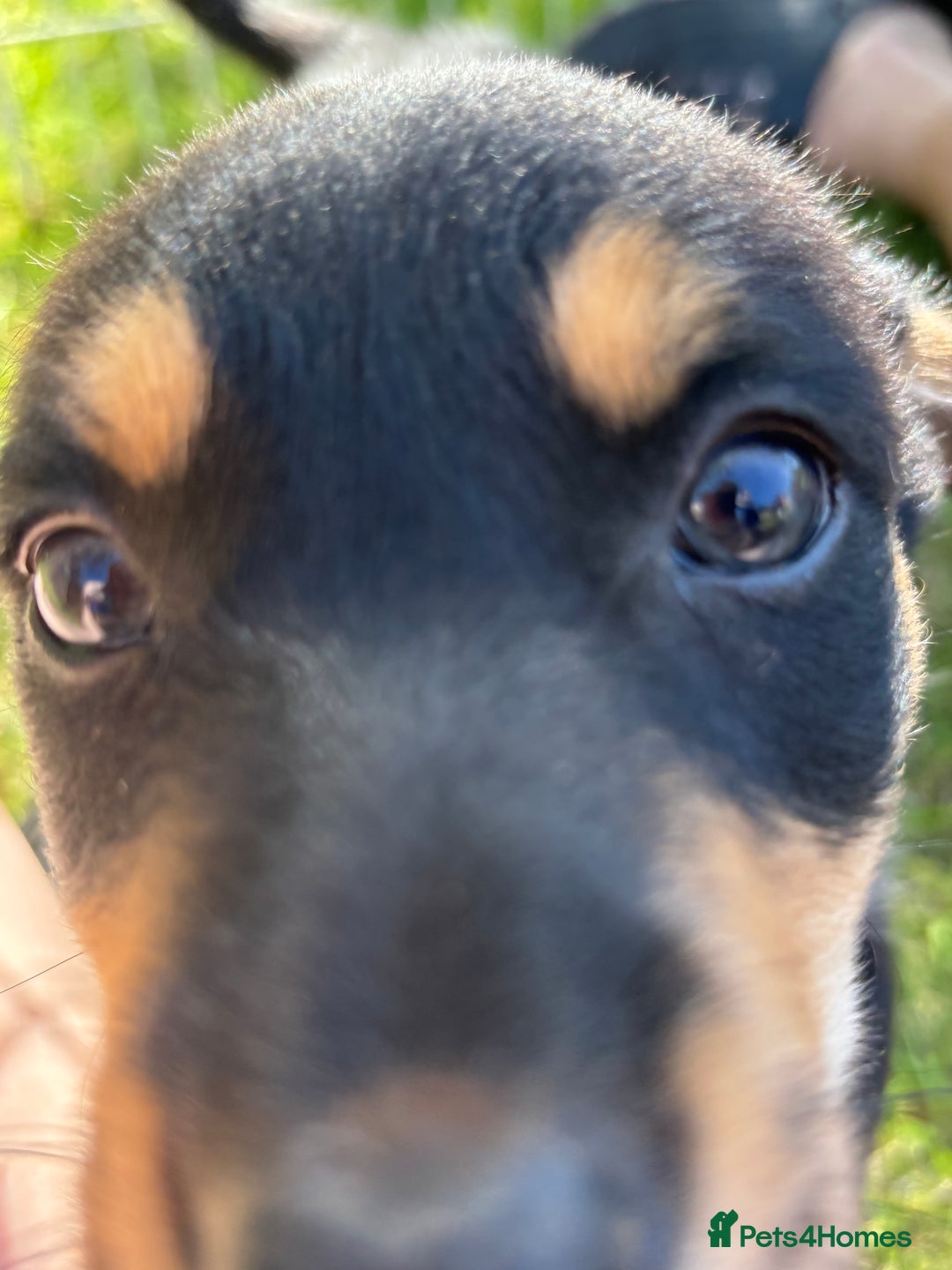 Mixed Breed dogs for sale: 6 collie cross kelpie pups  - Image 19