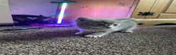 Mixed Breed cats for sale: 5 friendly kittens for sale.  - Advert 7