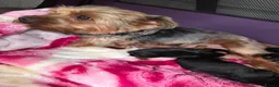 Yorkshire Terrier dogs for sale: 💕Yorkshire Terrier puppies.💕 - Advert 12