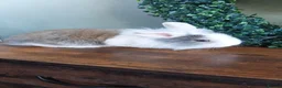Lionhead rabbits for sale: Male baby rabbits  in Goole - Advert 6