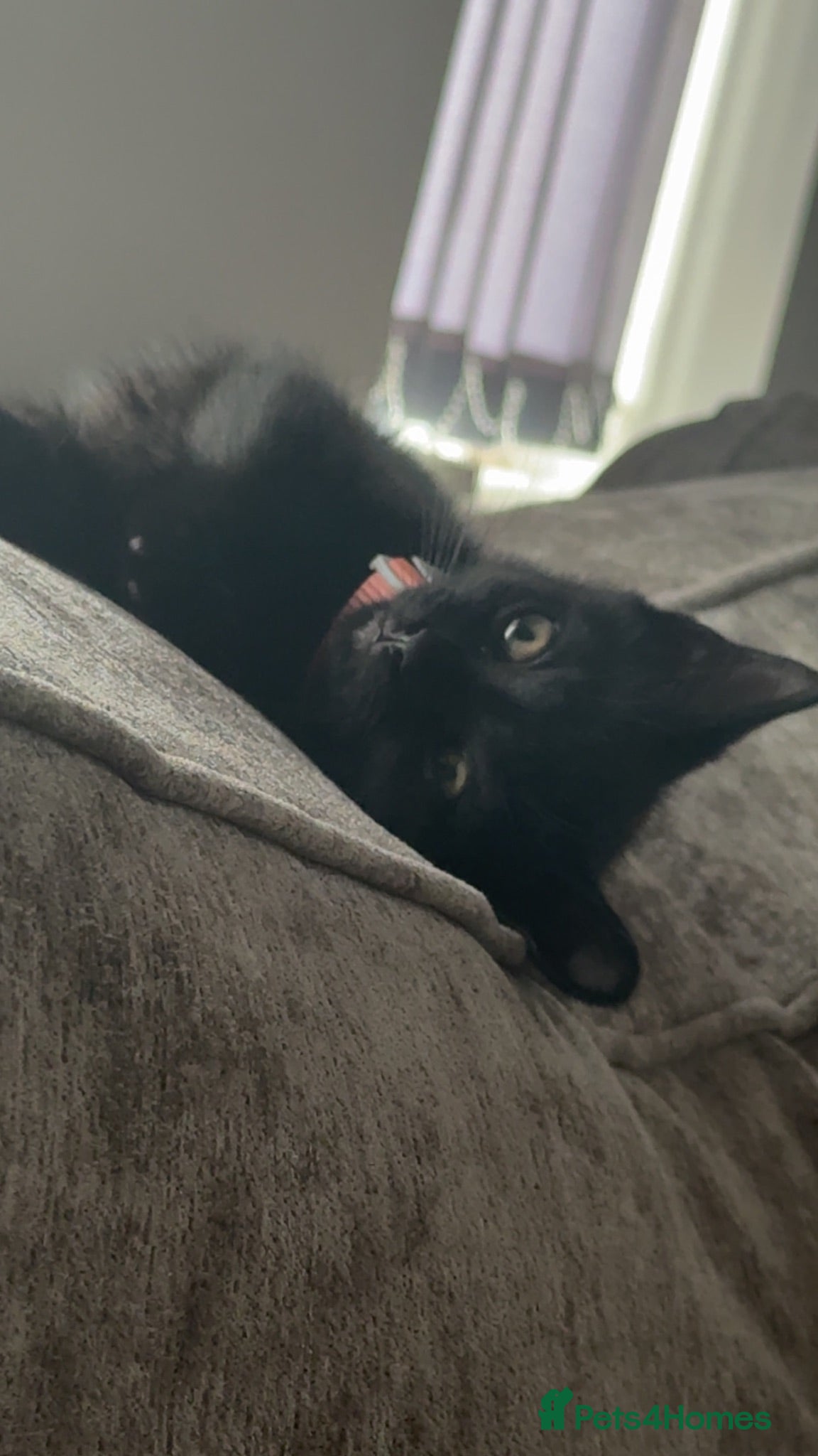 Mixed Breed cats Kitten rehoming  - Advert 3