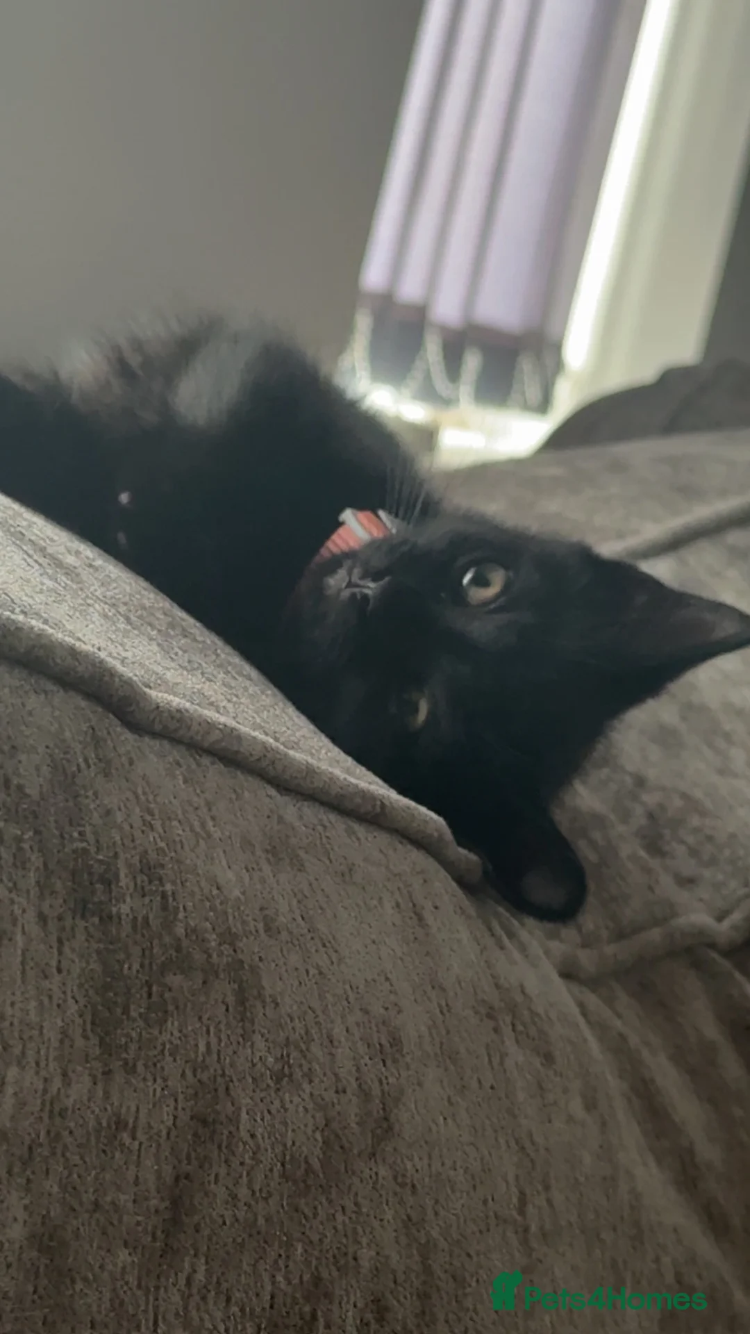 Mixed Breed cats for sale: Kitten rehoming  in Littlehampton - Advert 1