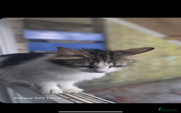 Mixed Breed cats for sale: 2 long haired  - Image 5