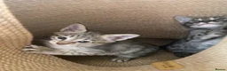 Savannah cats for sale: Savannah PED’G kittens dark boy, light girl F5 sbt - Advert 13