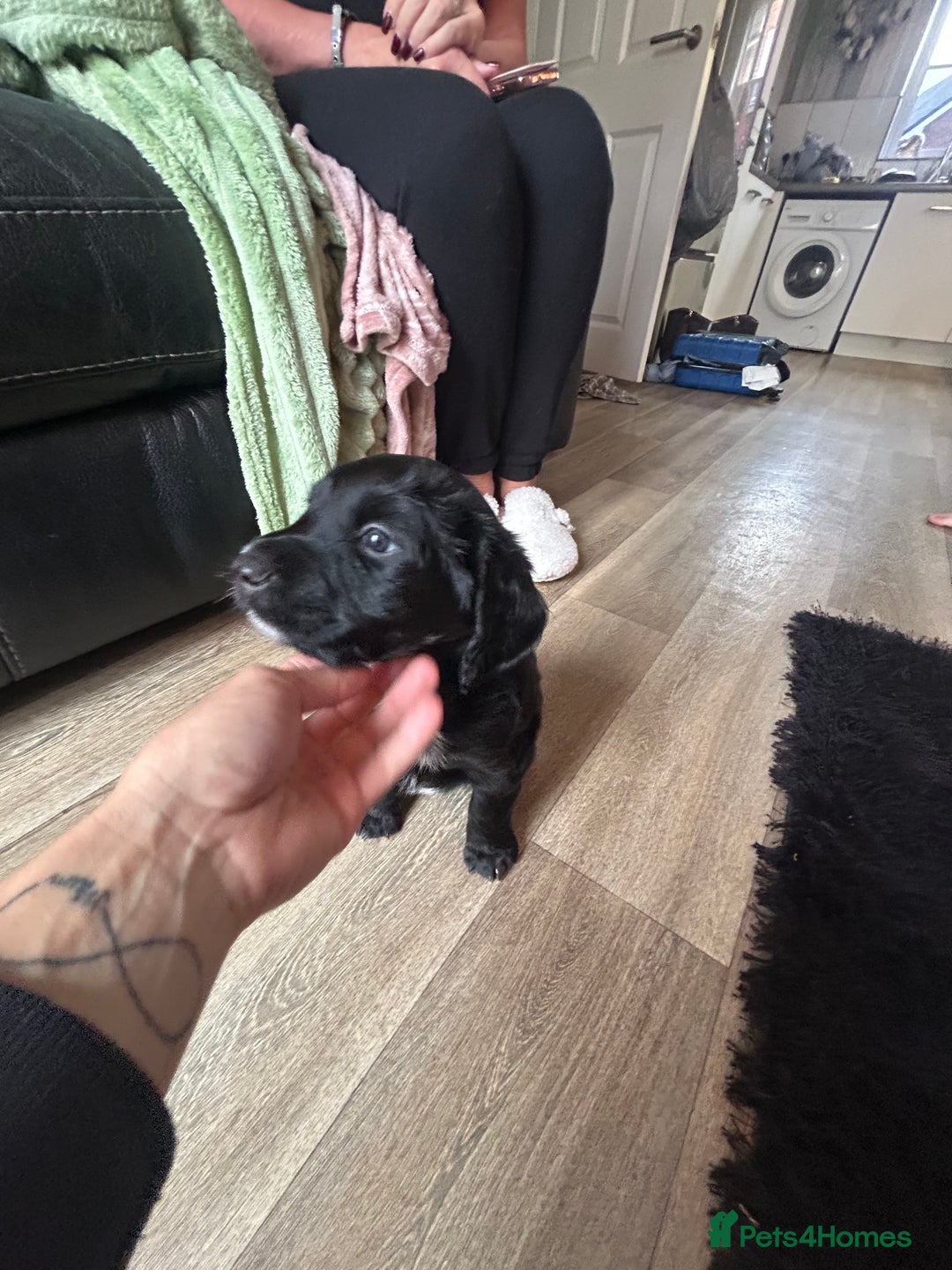 Mixed Breed dogs for sale: KC COCKER X MINI COLLIE PUPS  - Advert 17