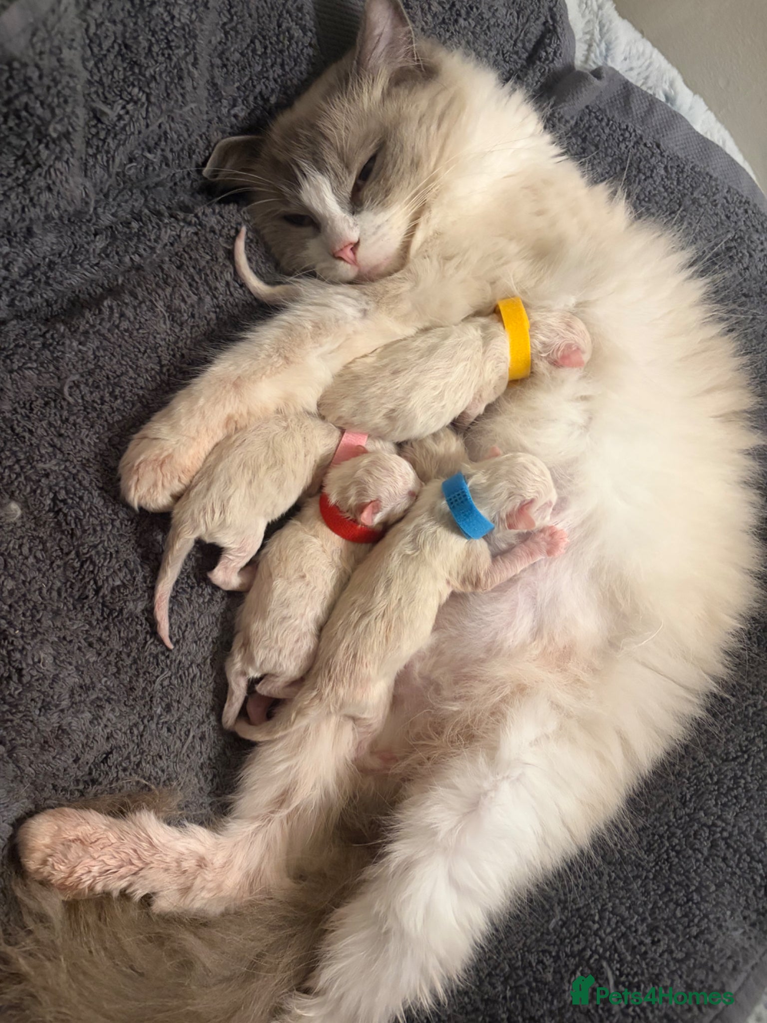 Ragdoll cats Five Beautiful Ragdoll Kittens - Now Here🤍 - Advert 3