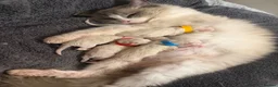 Ragdoll cats for sale: Five Beautiful Ragdoll Kittens - Now Here🤍 - Advert 13