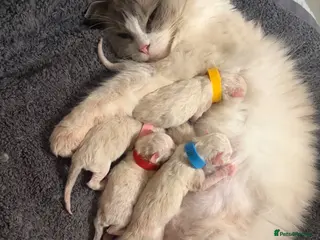 Ragdoll cats Five Beautiful Ragdoll Kittens - Now Here🤍 - Advert 3