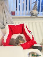 Miniature Dachshund dogs Miniature Daschund pra clear - Advert 1