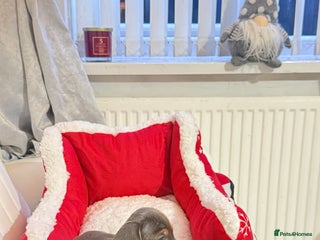 Miniature Dachshund dogs Miniature Daschund pra clear - Advert 2