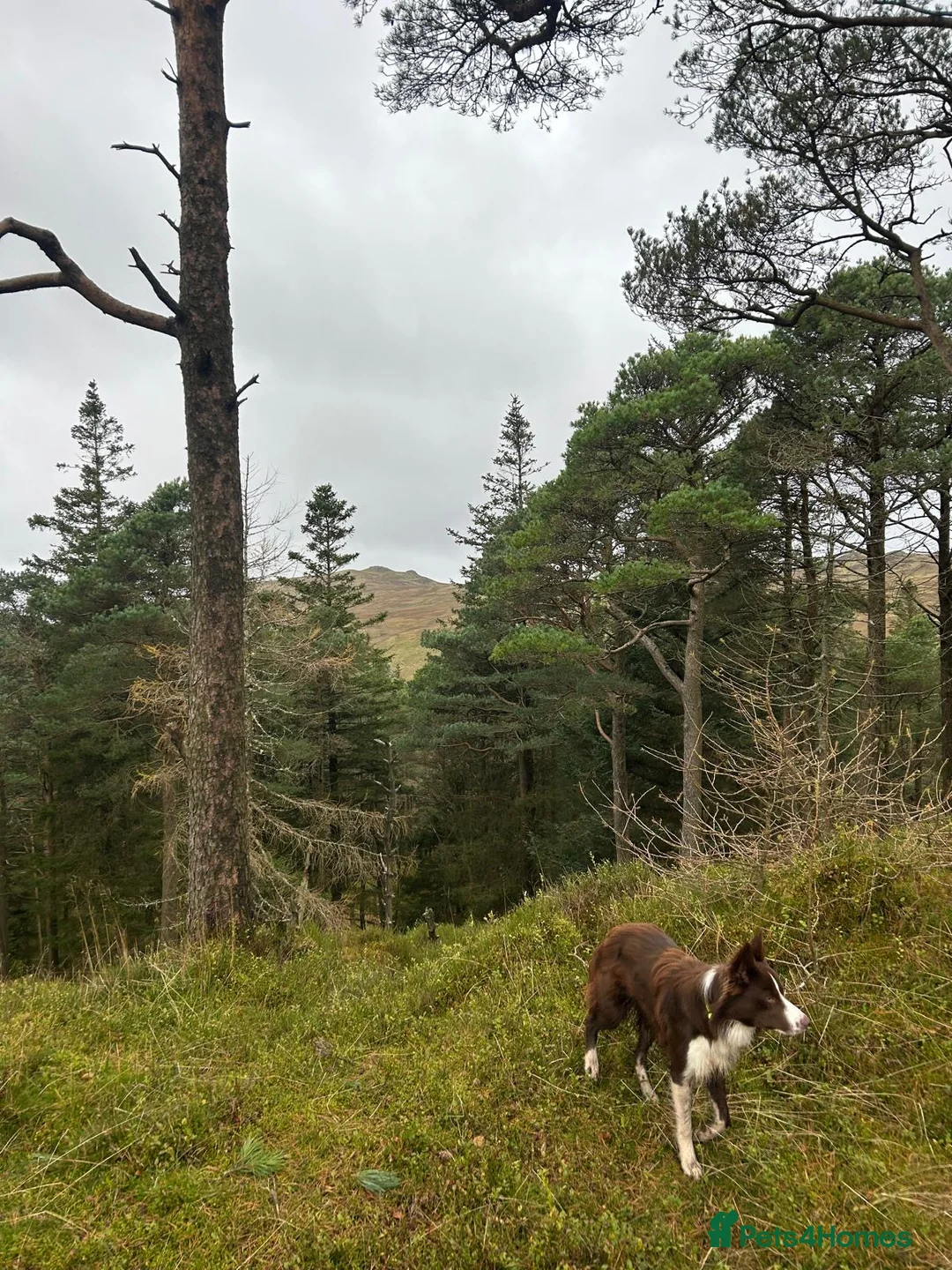 Mixed Breed dogs for sale: Border x Pomskys  - Advert 6