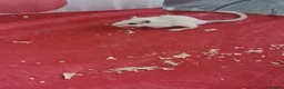 Gerbil rodents for sale: 4 x female gerbils 7 weeks old with cage  - Advert 3
