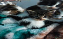 Mixed Breed cats for sale: Four lovely fluffy kittens  - Image 19