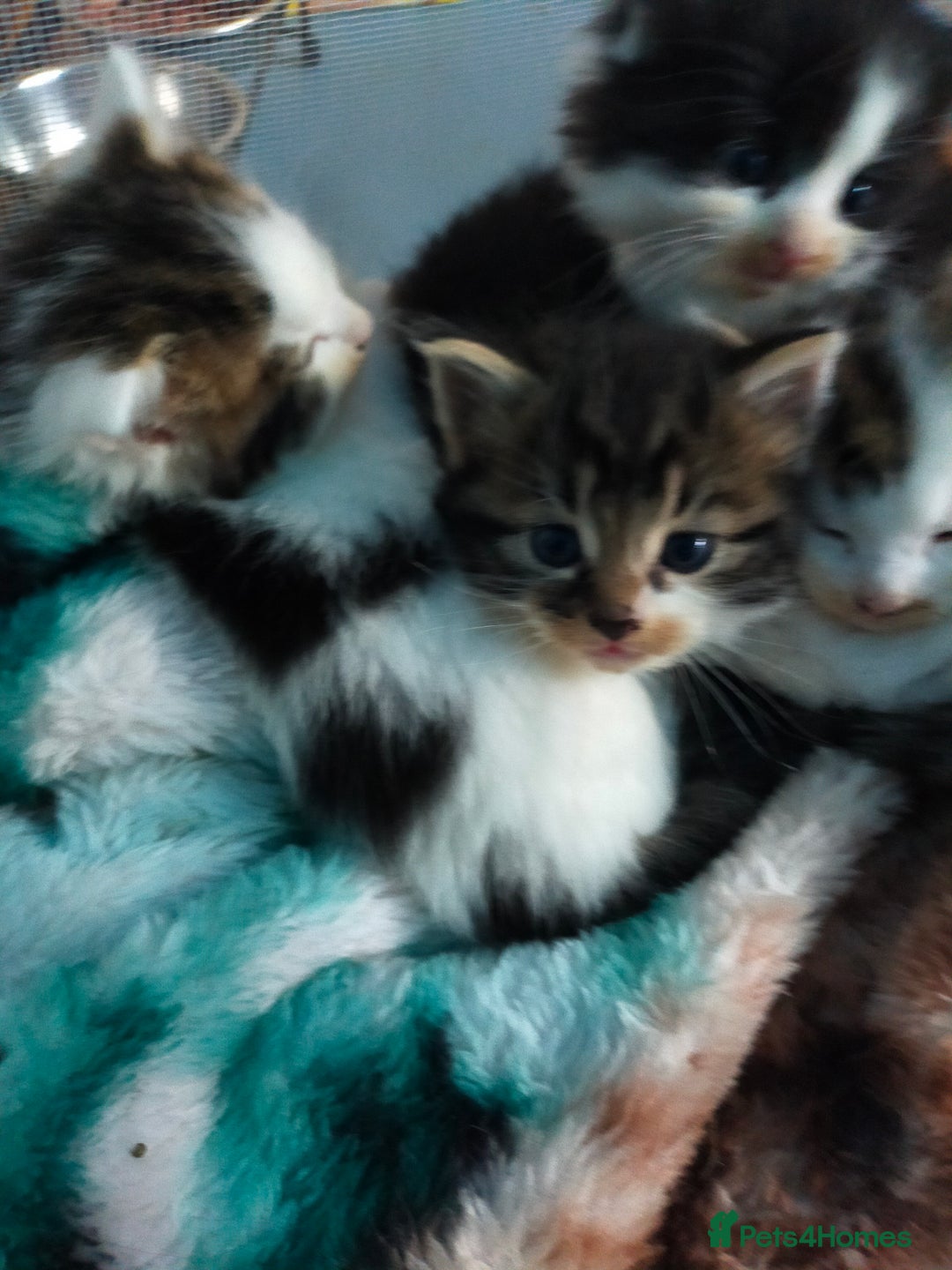 Mixed Breed cats for sale: Four lovely fluffy kittens  - Image 19