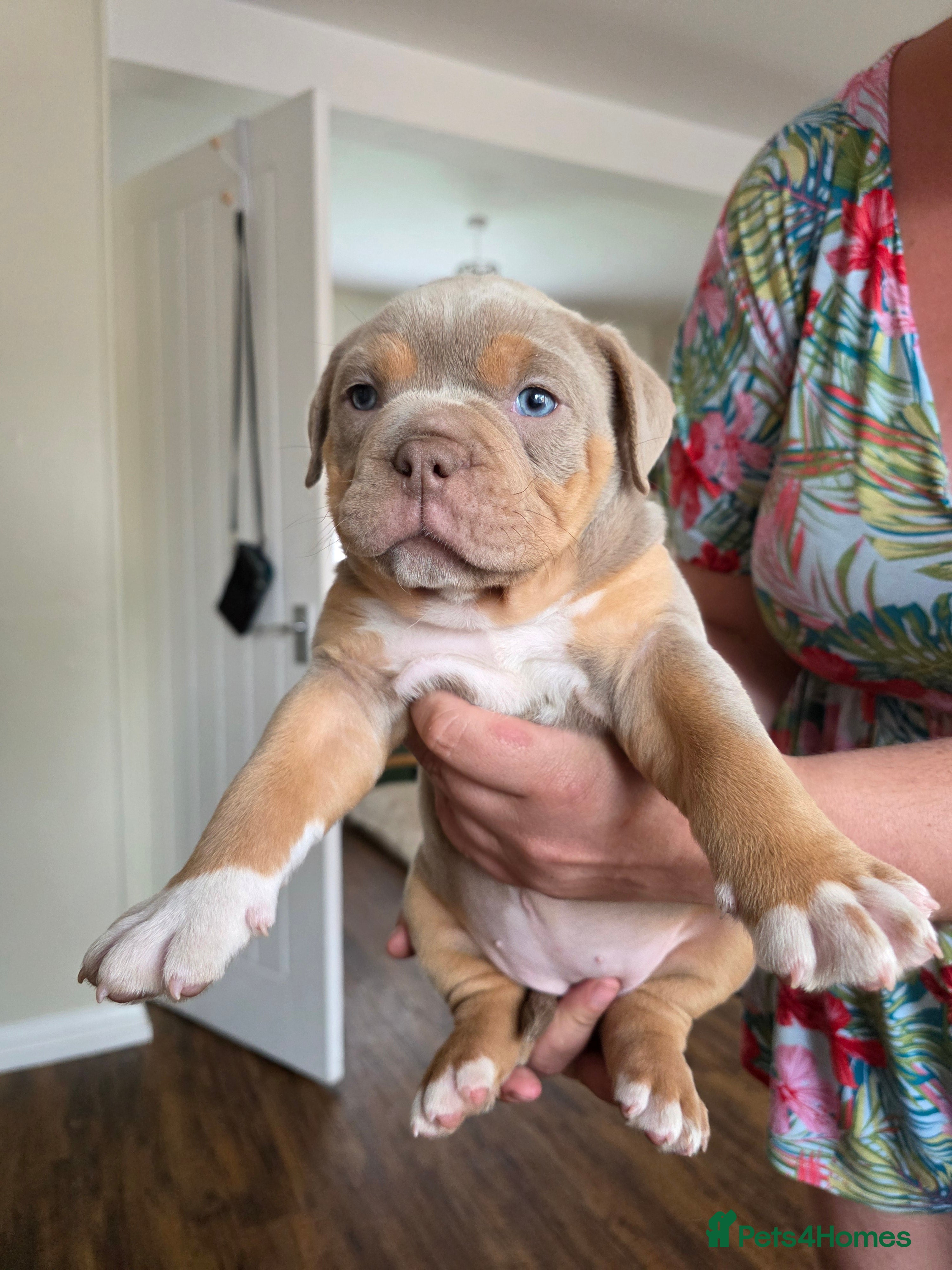 Olde English Bulldogge dogs Ready now Fluffy carriers lilac tri  - Advert 2