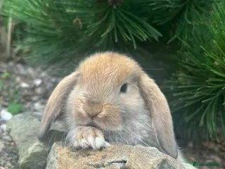 Mixed Breed rabbits 4 mini lops 3 boys 1 girl - Advert 2