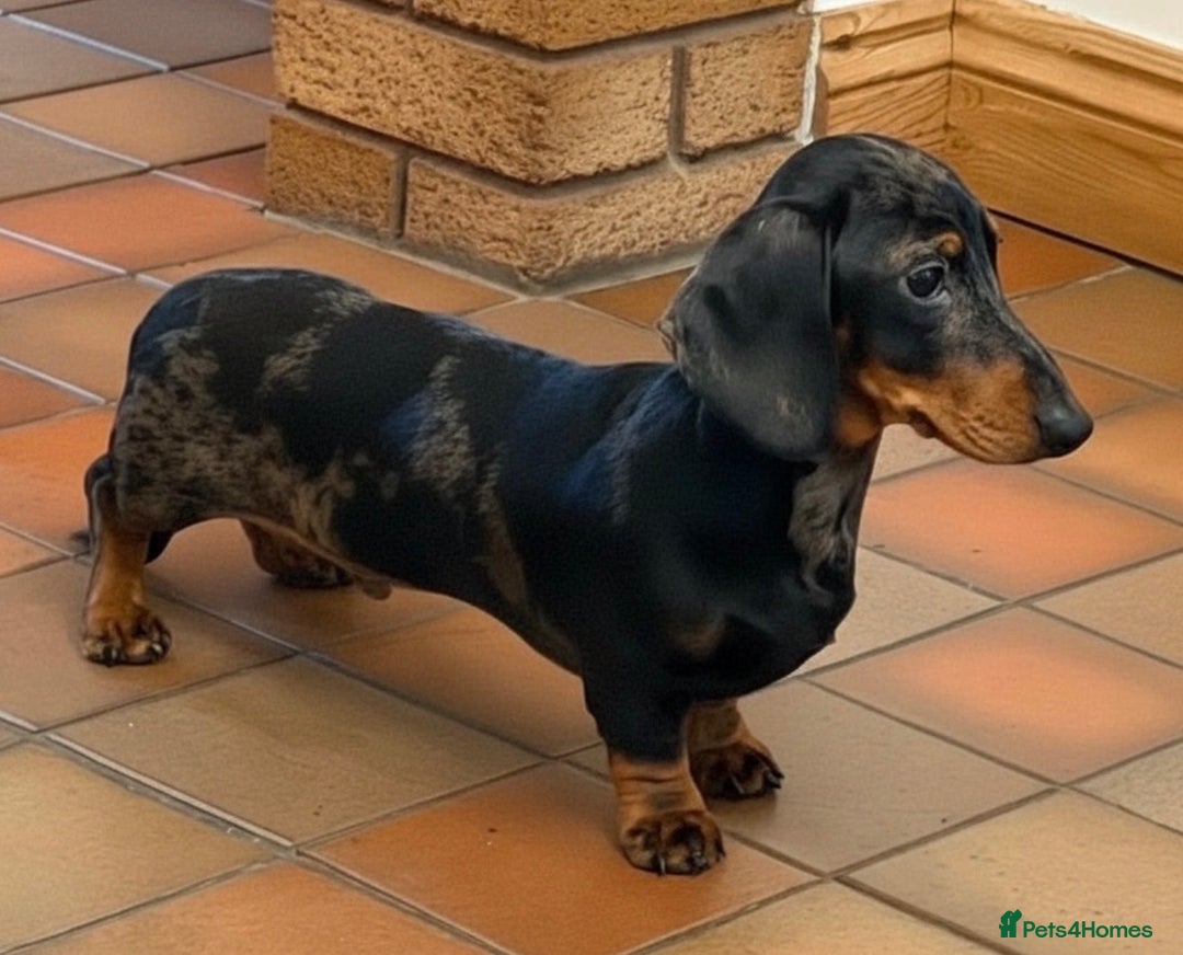 Miniature Dachshund dogs for sale: Kc reg pra clear silver dapple mini smooth  - Advert 1